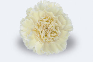 Brisa Carnations by Colombia Direct