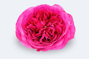 Colombian roses UK