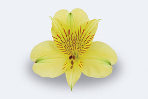 Cheesecake Alstroemerias by Colombia Direct