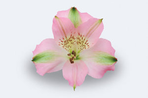 Cherish Alstroemerias by Colombia Direct