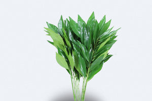 Cocculus