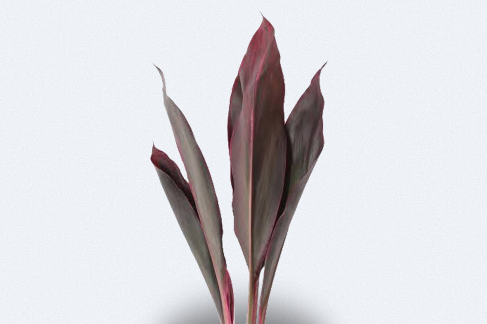 Cordyline Red Top