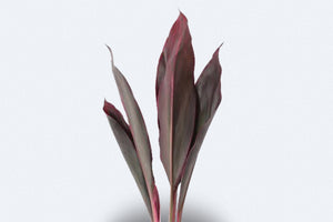 Cordyline Red Top