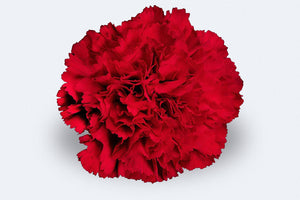 Don Pedro Carnations by Colombia Direct