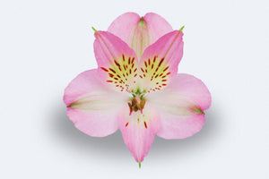 Colombian roses UK