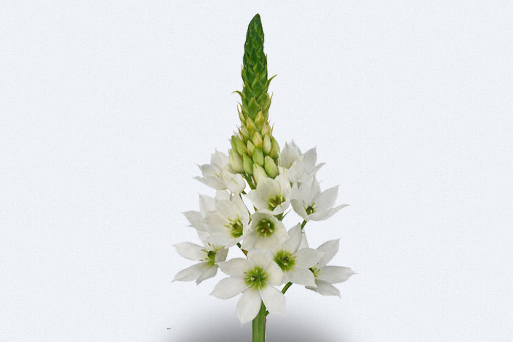 White Ornithogalum