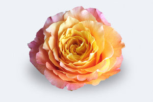 Colombian roses UK