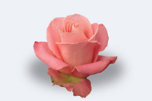 Hermosa Roses by Colombia Direct