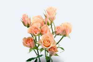 Ilse