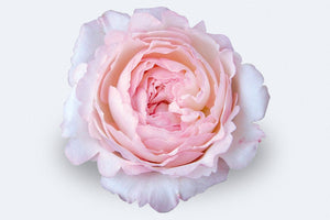 Colombian roses UK