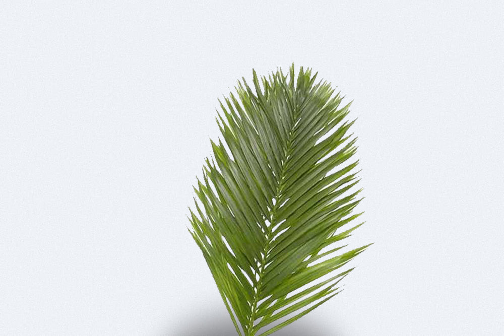 Kentia Palm by Colombia Direct