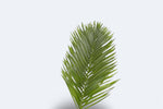 Kentia Palm