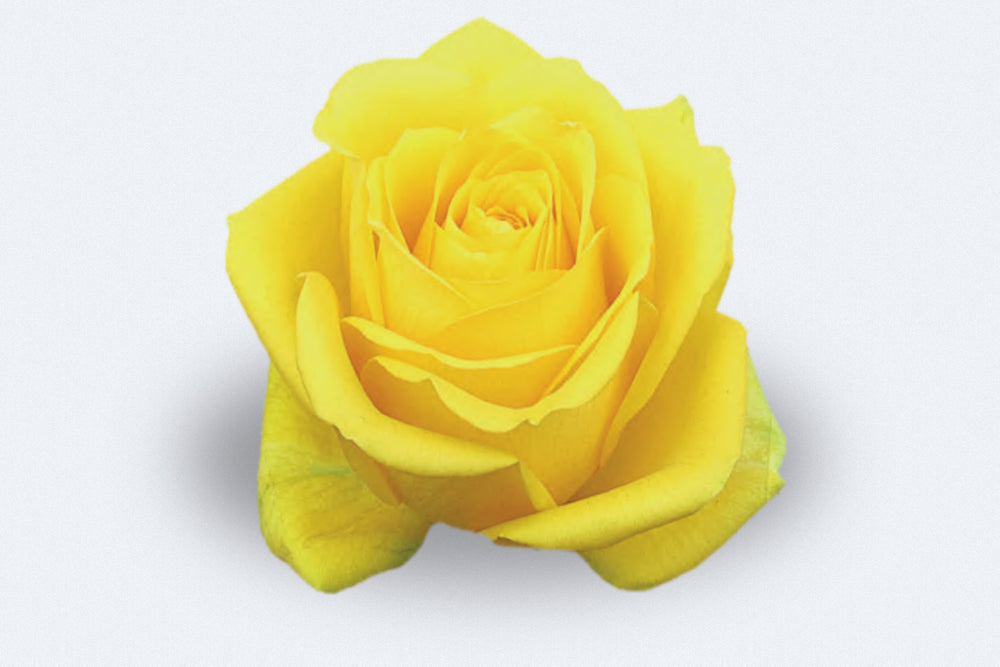 Latina Roses by Colombia Direct Colombian roses UK