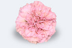 Legue Pink