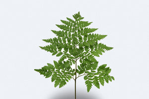 Leather Leaf