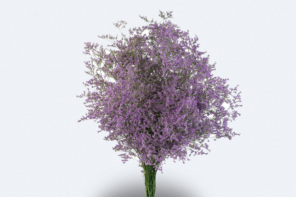 Limonium Lavender