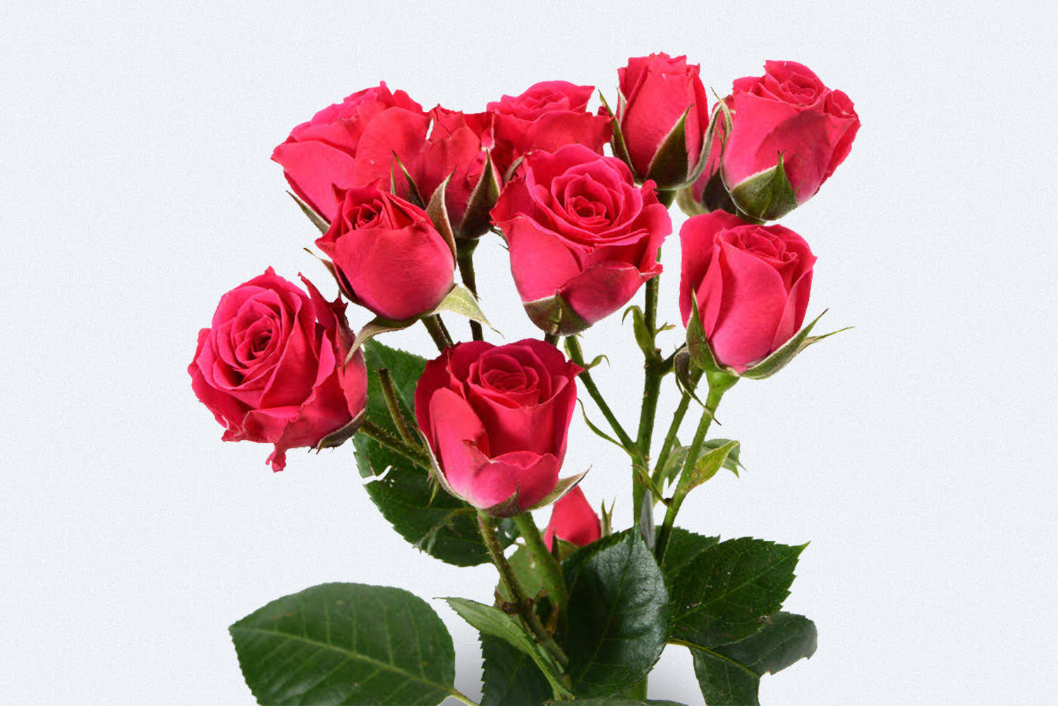 Colombia Direct - Lovely Lidia Spray Roses