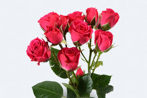 Lovely Lidia Spray Roses by Colombia Direct