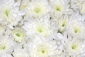 Maisy Pompoms by Colombia Direct