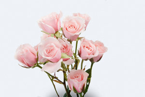 Majolika Spray Roses by Colombia Direct