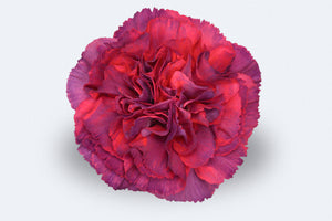 Metalica Rose