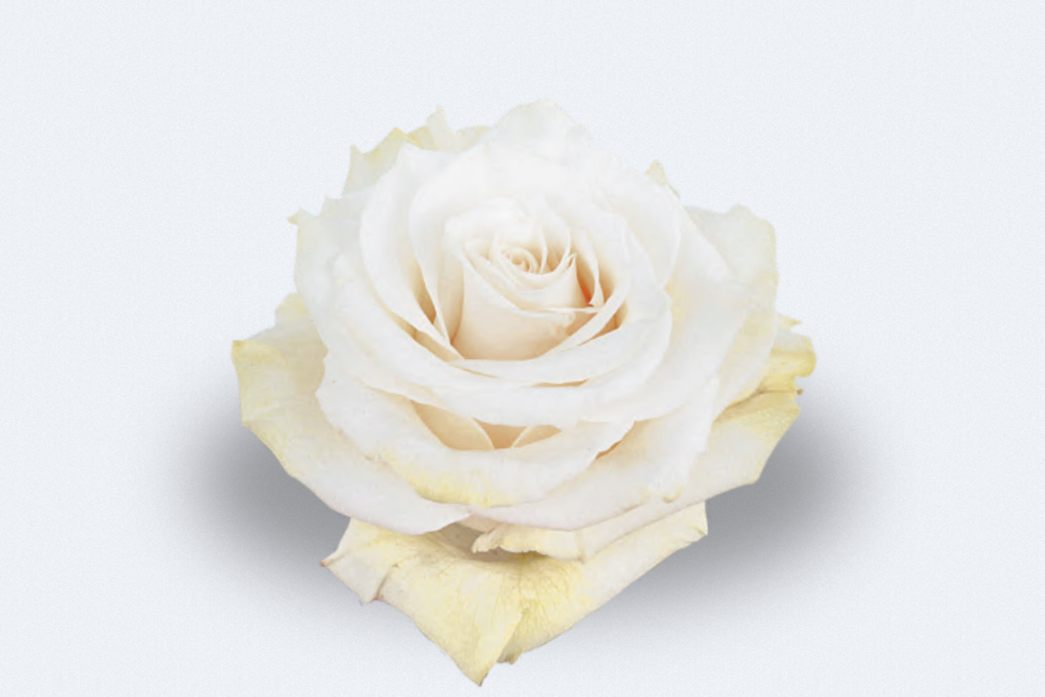Colombia Direct - Mondial Roses