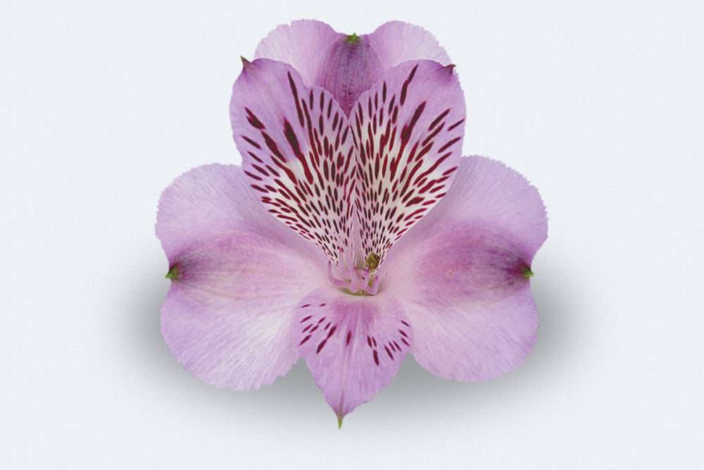 Monte Azurro Alstroemerias by Colombia Direct