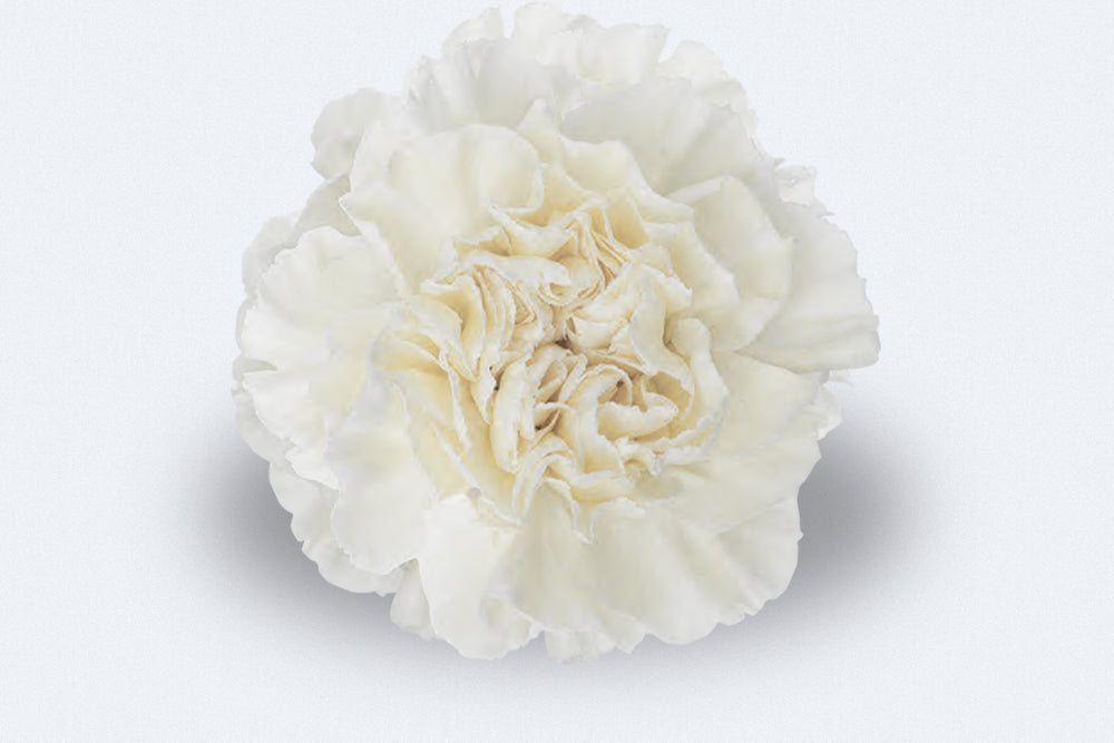 Moon light Carnations by Colombia Direct