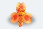 Orange Queen