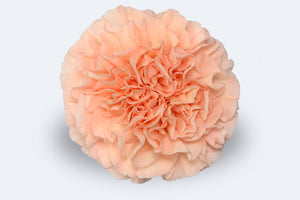 Pink Candy