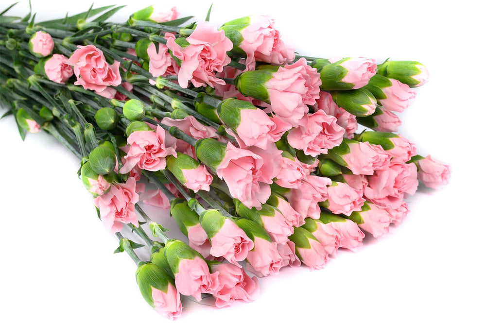 Pink Spray Carnations Box