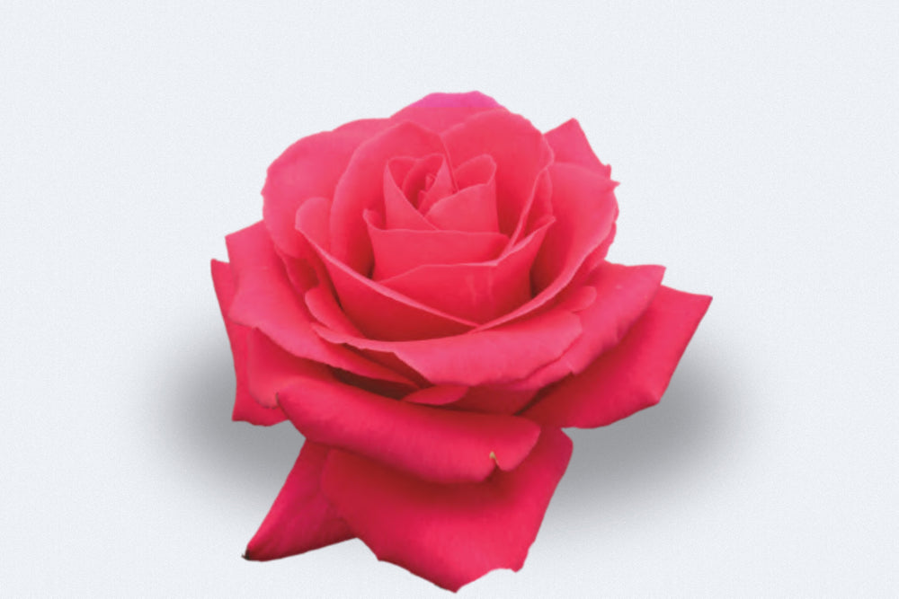Pink Floyd Roses by Colombia Direct