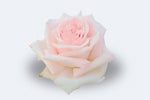 Pink O'Hara (Garden Rose)