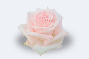 Pink O'Hara Roses by Colombia Direct