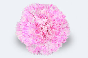 Colombian Roses