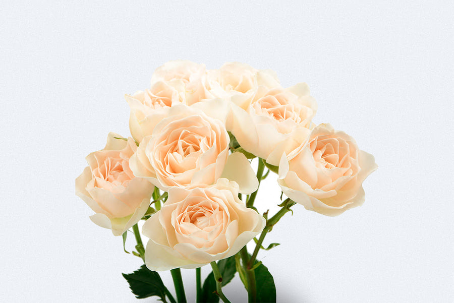 Colombia Direct - Porcelina Spray Roses