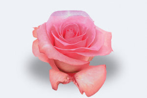 Priceless Roses by Colombia Direct