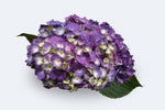 Purple Berry