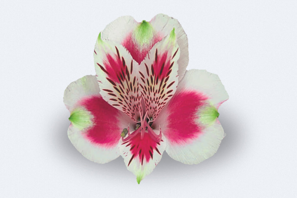 Record Alstroemerias by Colombia Direct