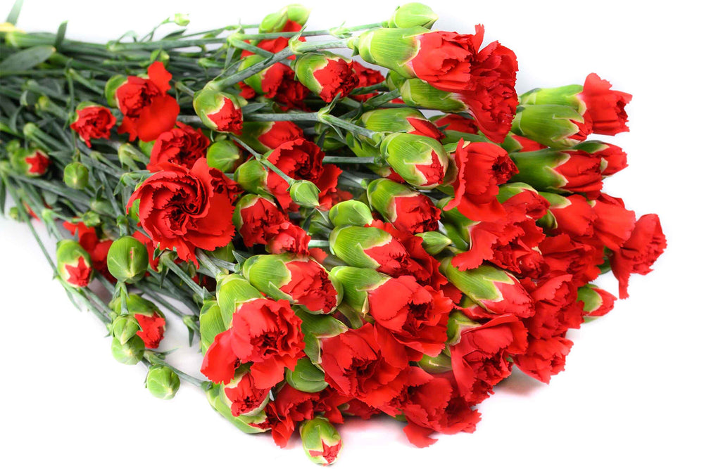 Red Spray Carnations Box