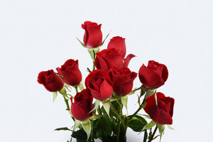 Rubicon Spray Roses by Colombia Direct