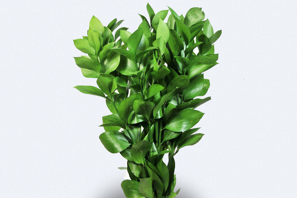 Ruscus