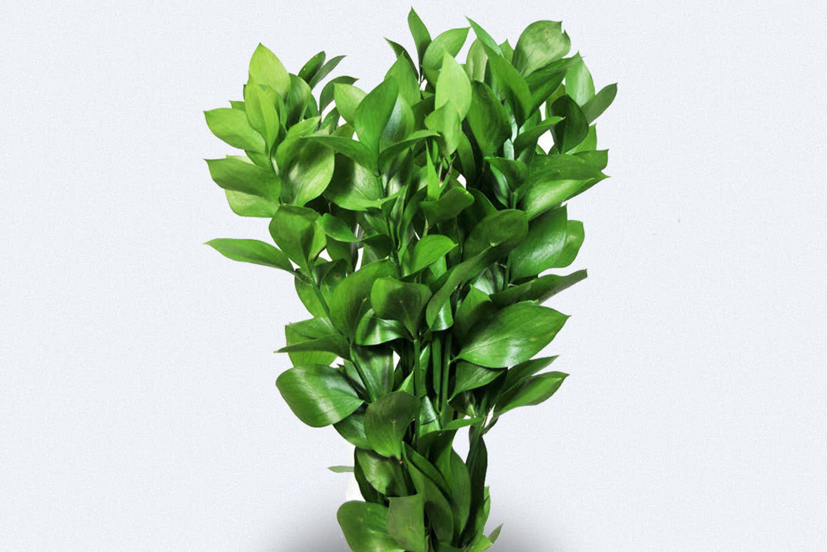 Ruscus Roots Colombia Direct - Ruscus