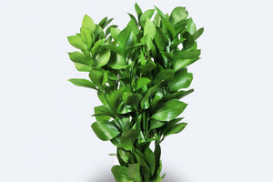 Ruscus