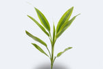 Dracaena Sanderiana Gold