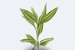Dracaena Sanderiana Victory