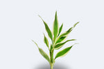 Dracaena Sanderiana White
