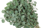 Eucalyptus - Silver Dollar