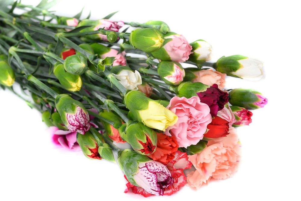 Assorted ‘Normal’ Mix Spray Carnations Box