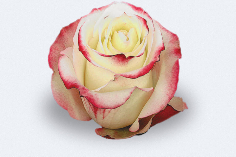 Sweetness Roses by Colombia Direct